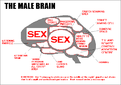 funny_sex_male_brain