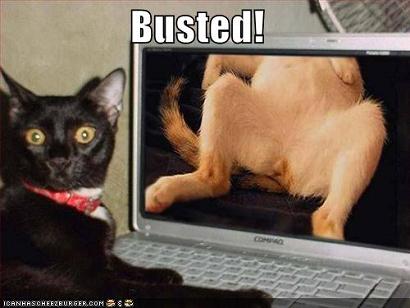 funny-pictures-porn-watching-cat